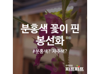 봉선화 꽃 피우다! / 우리텃밭 파쯔파쯔 / 가정용 식물재배기