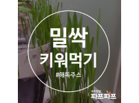 밀싹 키워서 해독 주스 만들어 먹기 / 우리텃밭 파쯔파쯔 / 가정용 식물재배기