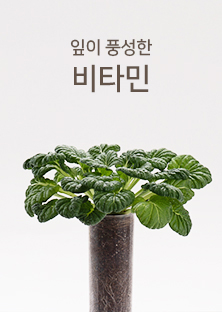 우리텃밭 식물배기 파쯔파쯔 엔다이브 치커리