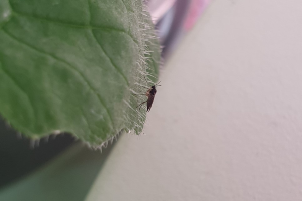 해충과의 전쟁(1) : 뿌리파리 / 우리텃밭 파쯔파쯔 / 가정용식물재배기