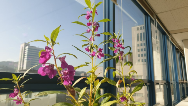사무실에서 봉선화 물들이기 해봤어요! / 우리텃밭 파쯔파쯔 / 가정용 식물재배기