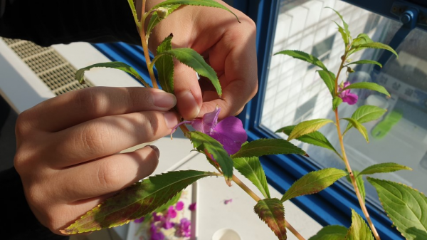 사무실에서 봉선화 물들이기 해봤어요! / 우리텃밭 파쯔파쯔 / 가정용 식물재배기