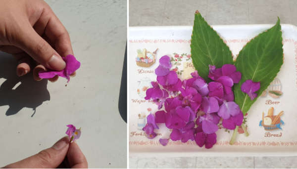 사무실에서 봉선화 물들이기 해봤어요! / 우리텃밭 파쯔파쯔 / 가정용 식물재배기