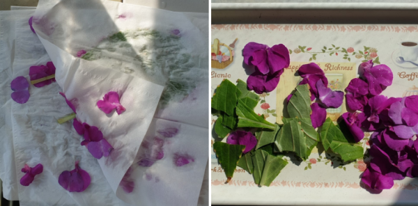 사무실에서 봉선화 물들이기 해봤어요! / 우리텃밭 파쯔파쯔 / 가정용 식물재배기