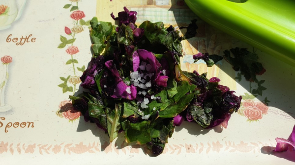 사무실에서 봉선화 물들이기 해봤어요! / 우리텃밭 파쯔파쯔 / 가정용 식물재배기