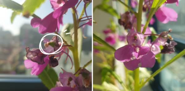 사무실에서 봉선화 물들이기 해봤어요! / 우리텃밭 파쯔파쯔 / 가정용 식물재배기